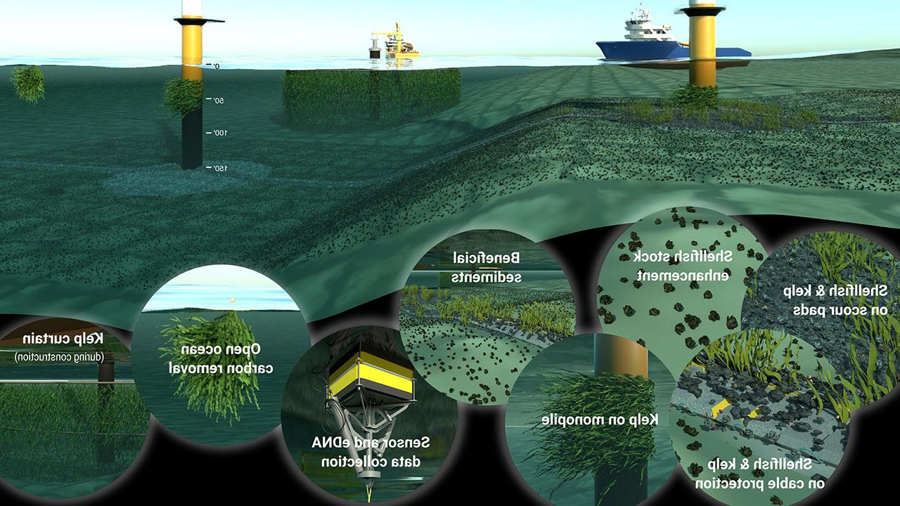 Rendering of offshore wind lease area environment with highlights of nature-based solutions capabilities